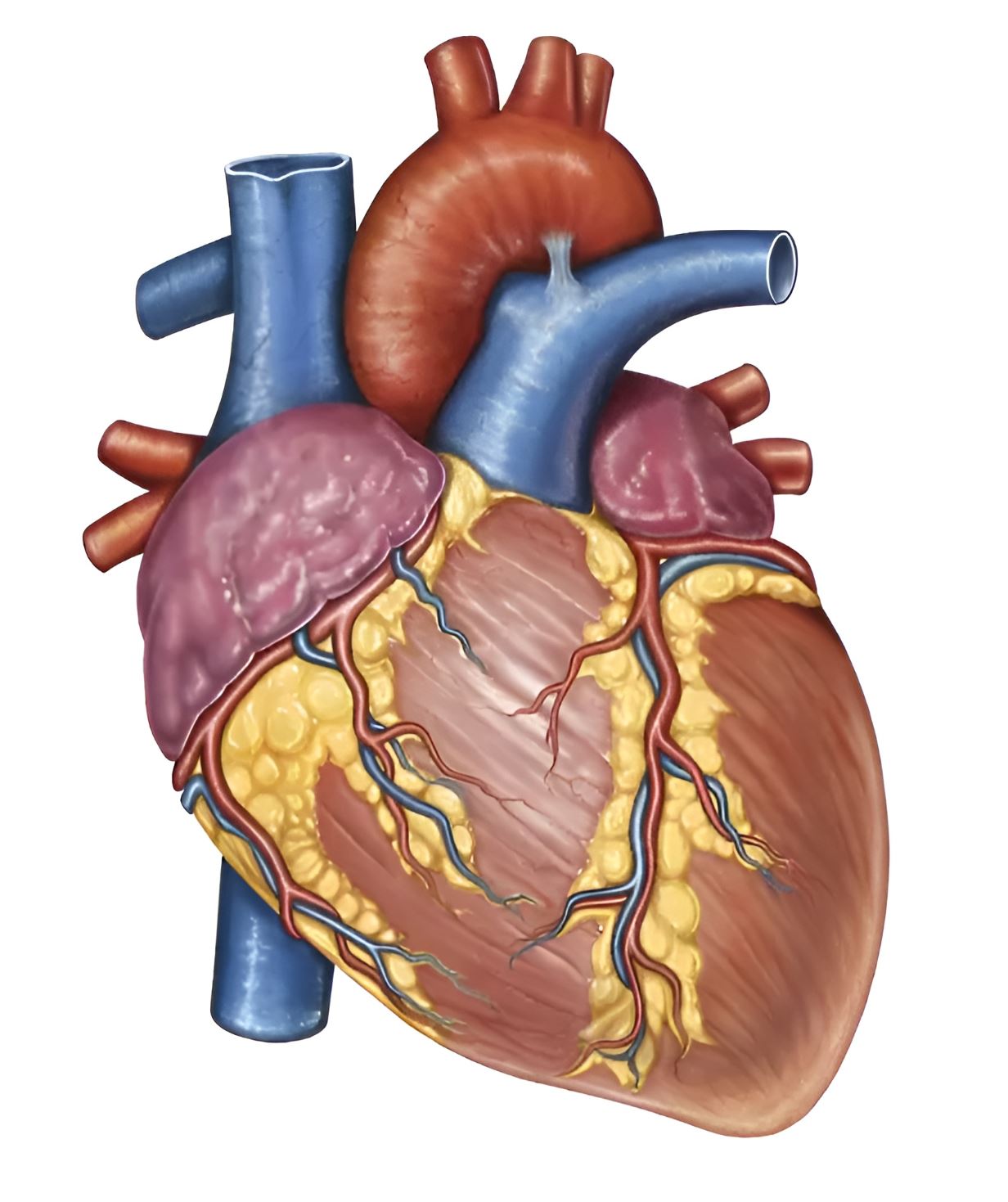 Majestic Heart